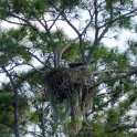 Eagle Nest